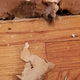 Mold mold mold moldy mold.